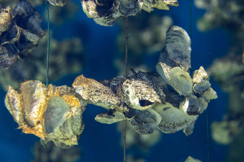 Aquaculture of the oyster stock image. Image of fisherman 251607401