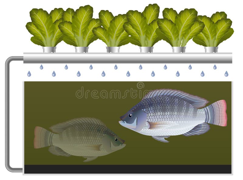 Aquaponics system with tilapia fish and lettuce vector illustration