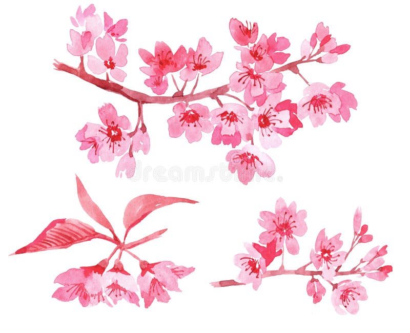 Aquarela ajustada com ramo das flores, do bot?o delicado e das folhas de floresc?ncia cor-de-rosa isolados no fundo branco Ramo d ilustração royalty free Aquarela ajustada com ramo das flores, do bot?o delicado e das folhas de floresc?ncia cor-de-rosa isolados no fundo branco Ramo d ilustração royalty free