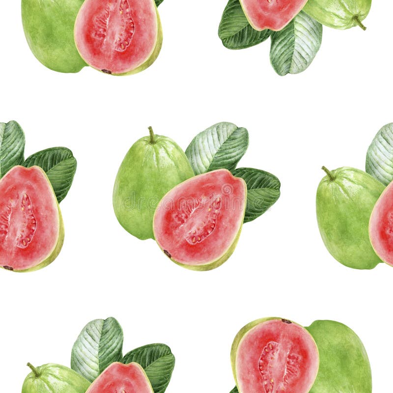 Hand drawn watercolor guava fruit watercolor pattern. Hand drawn watercolor illustration. White background. Hand drawn watercolor guava fruit watercolor pattern. Hand drawn watercolor illustration. White background