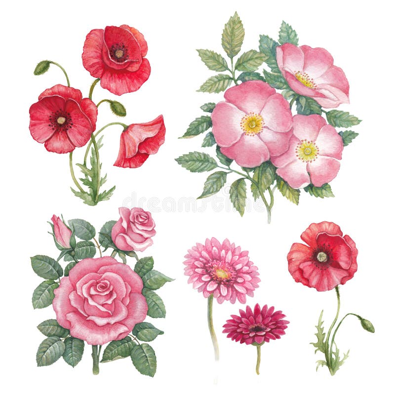 A aquarela floresce a coleção ilustração do vetor A aquarela floresce a coleção ilustração do vetor