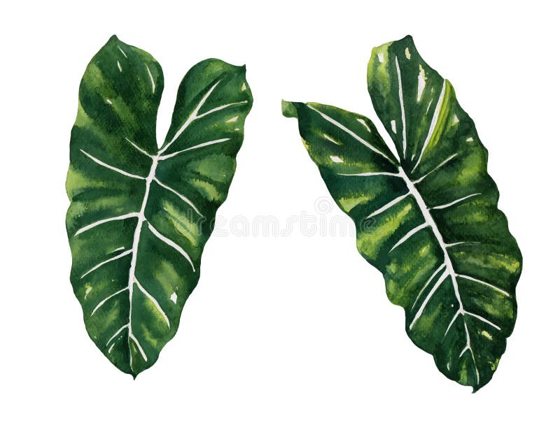 Aquarela rachada do Philodendron da folha no vetor branco do fundo ilustração royalty free Aquarela rachada do Philodendron da folha no vetor branco do fundo ilustração royalty free