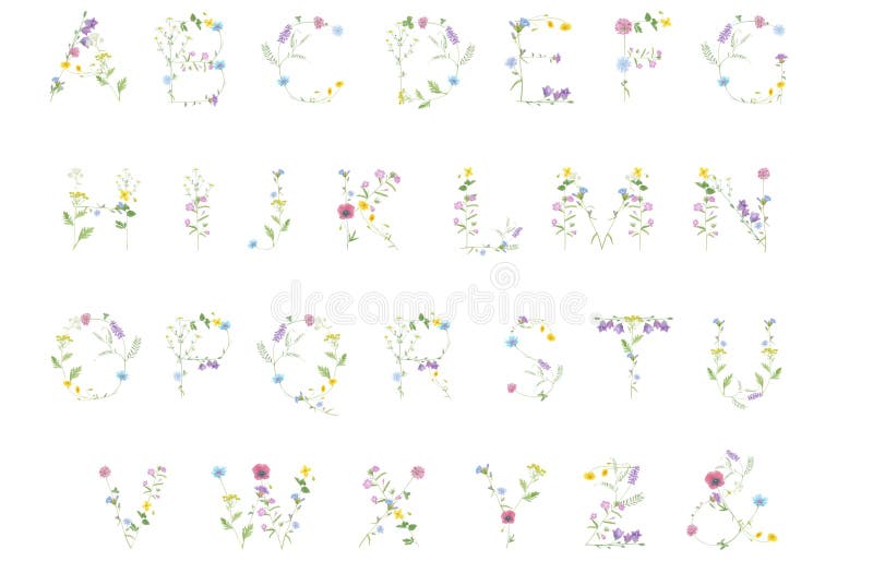 Aquarelas desenhadas mão de flores silvestres alfabéticas alfabeto trevo blebell chamomile chicória tansor etc. isolado em w