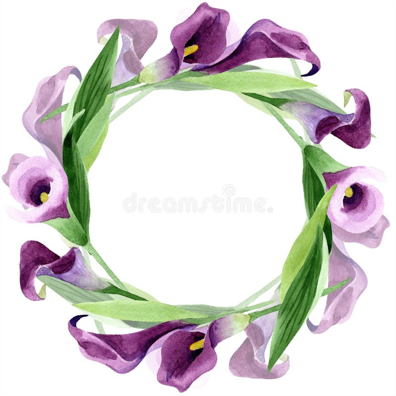 Aquarell purpurrote Callasblume Botanische mit Blumenblume Feldgrenzverzierungsquadrat stock abbildung Aquarell purpurrote Callasblume Botanische mit Blumenblume Feldgrenzverzierungsquadrat stock abbildung