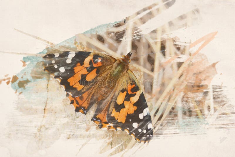 Aquarell-Schmetterlings-Hintergrund lizenzfreie abbildung Aquarell-Schmetterlings-Hintergrund lizenzfreie abbildung