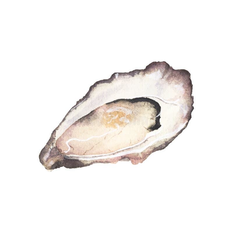 Aquarellauster auf dem weißen Hintergrund vektor abbildung Aquarellauster auf dem weißen Hintergrund vektor abbildung