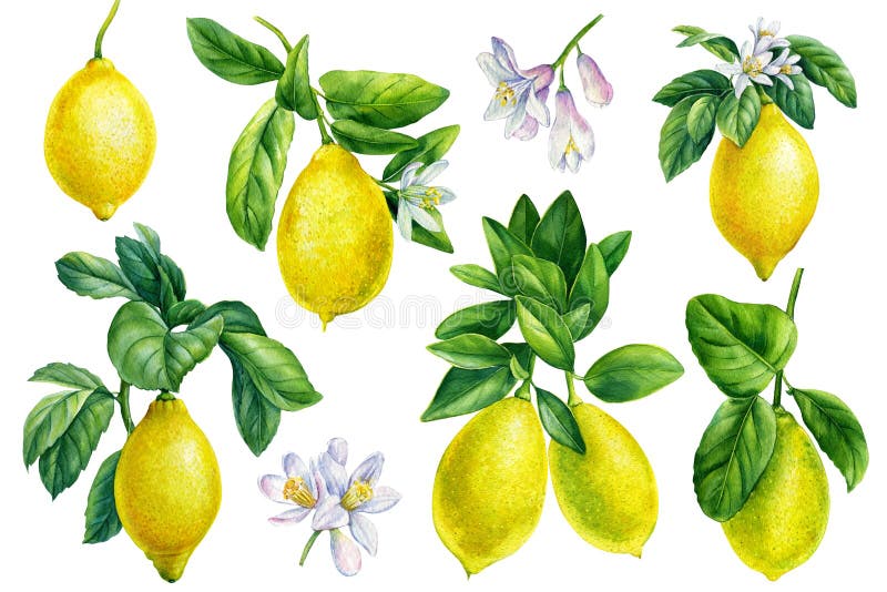 Aquarellbilder von Zitronen. Äste reife Zitronen mit grünen Blättern auf weißem Hintergrund vektor abbildung