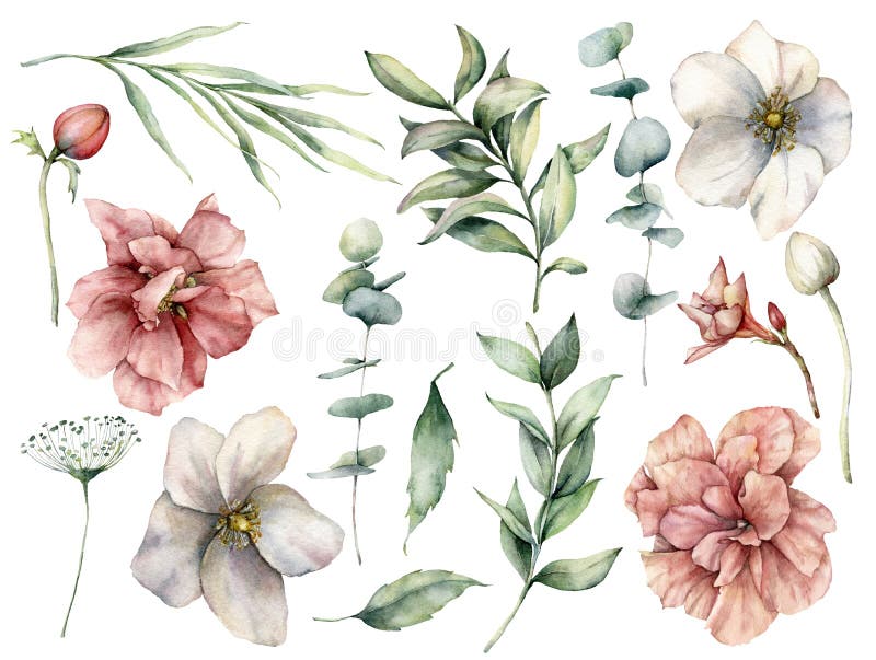 Aquarellblumensatz mit den weißen und rosa Blumen und den Eukalyptusblättern. handgemalte Rosenknospenbeeren an isoliert lizenzfreie stockbilder
