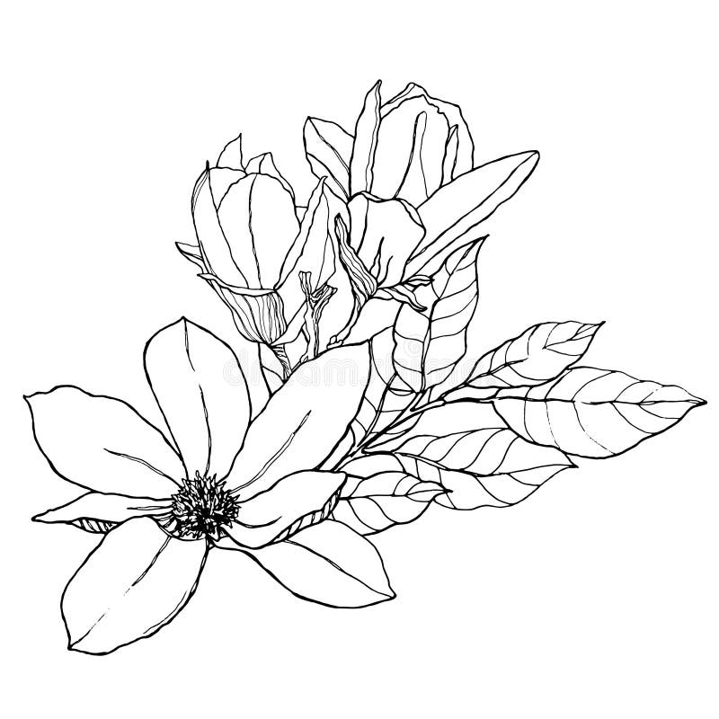 Aquarellblumenstrauß mit Linie Kunstblätter, -knospen und -magnolien Handgemalte Karte mit den Blumen isoliert auf Weiß lizenzfreie abbildung
