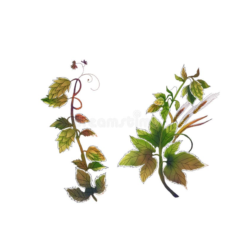 Aquarellblätter und -Hopfen auf weißem Hintergrund stock abbildung Aquarellblätter und -Hopfen auf weißem Hintergrund stock abbildung
