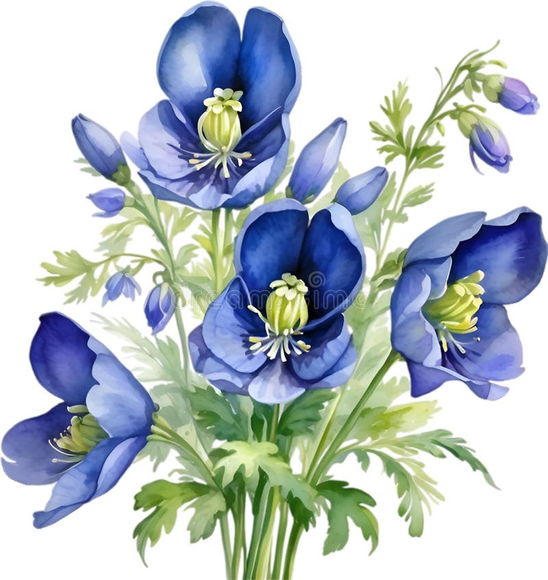 Watercolor painting of Aconite flower. Aconite flower clipart for decoration. AI-Generated. Watercolor painting of Aconite flower. Aconite flower clipart for decoration. AI-Generated.