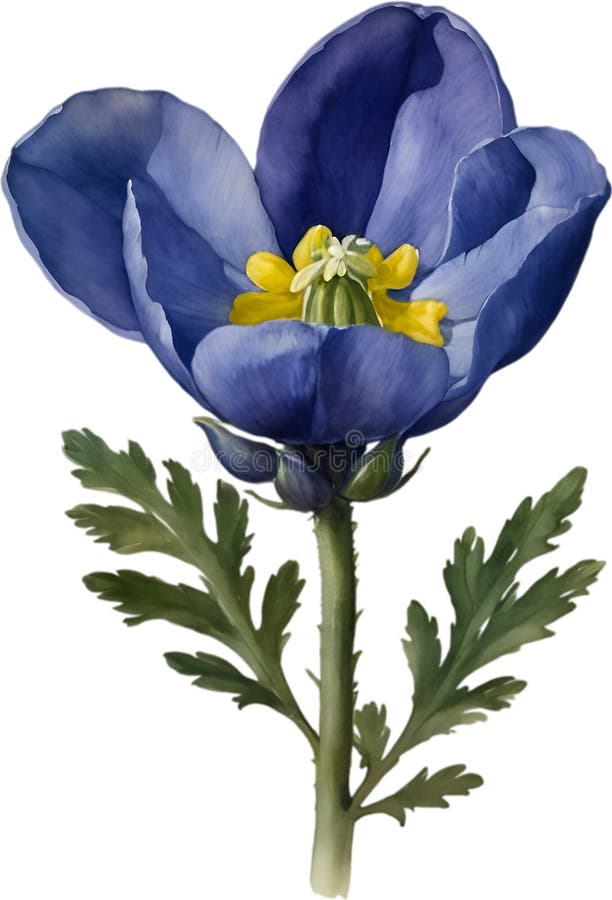 Watercolor painting of Aconite flower. Aconite flower clipart for decoration. AI-Generated. Watercolor painting of Aconite flower. Aconite flower clipart for decoration. AI-Generated.