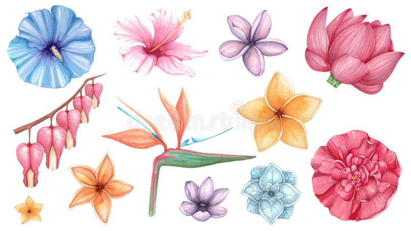 Aquarelle réglée avec les fleurs exotiques illustration libre de droits Aquarelle réglée avec les fleurs exotiques illustration libre de droits