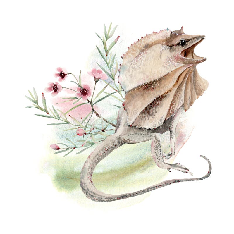 Watercolor frilled agama lizard  illustration. Perfect for cards, posters, stickers, prints. Watercolor frilled agama lizard  illustration. Perfect for cards, posters, stickers, prints