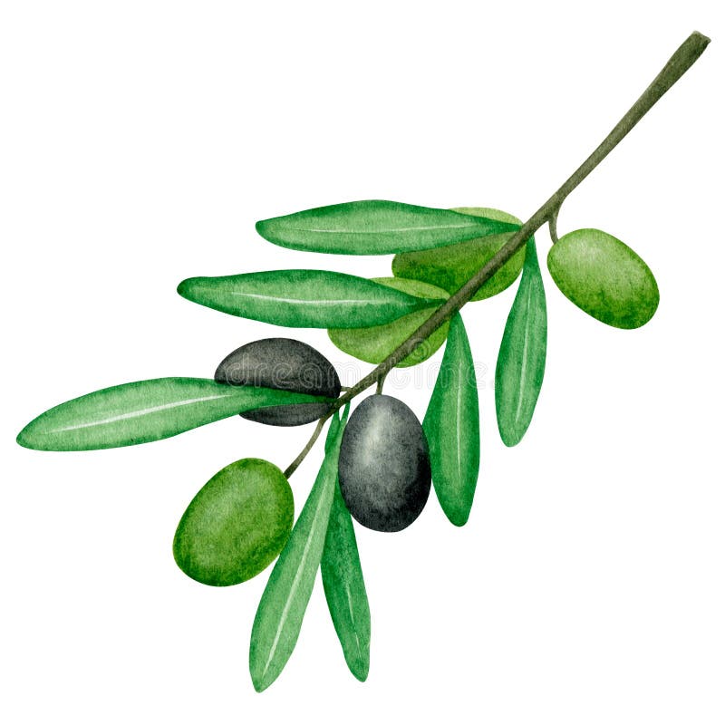 Aquarellfarben, schwarz und grün, Oliven, Zweig. botanische Abbildung. Einzelelement. italienische Küche. mediterran stock abbildung