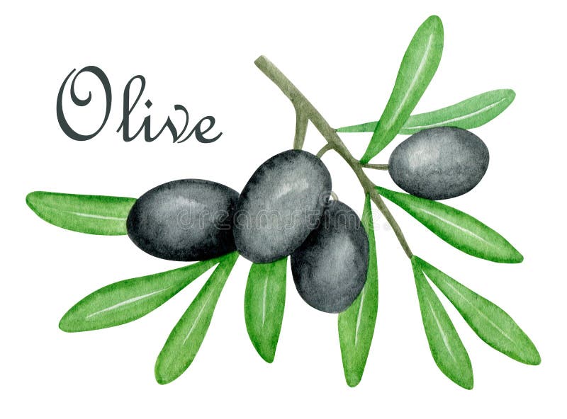 Aquarellfarbene Schwarze Oliven-Zweig-Illustration. botanischer Druck. Einzelelement. Küchendekoration. Mediterrane Kunst lizenzfreie abbildung