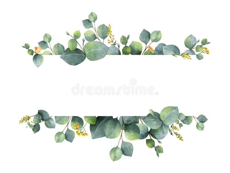 Aquarellgrüne Blumenfahne mit den Eukalyptusblättern und -niederlassungen des silbernen Dollars lokalisiert auf weißem Hintergrun