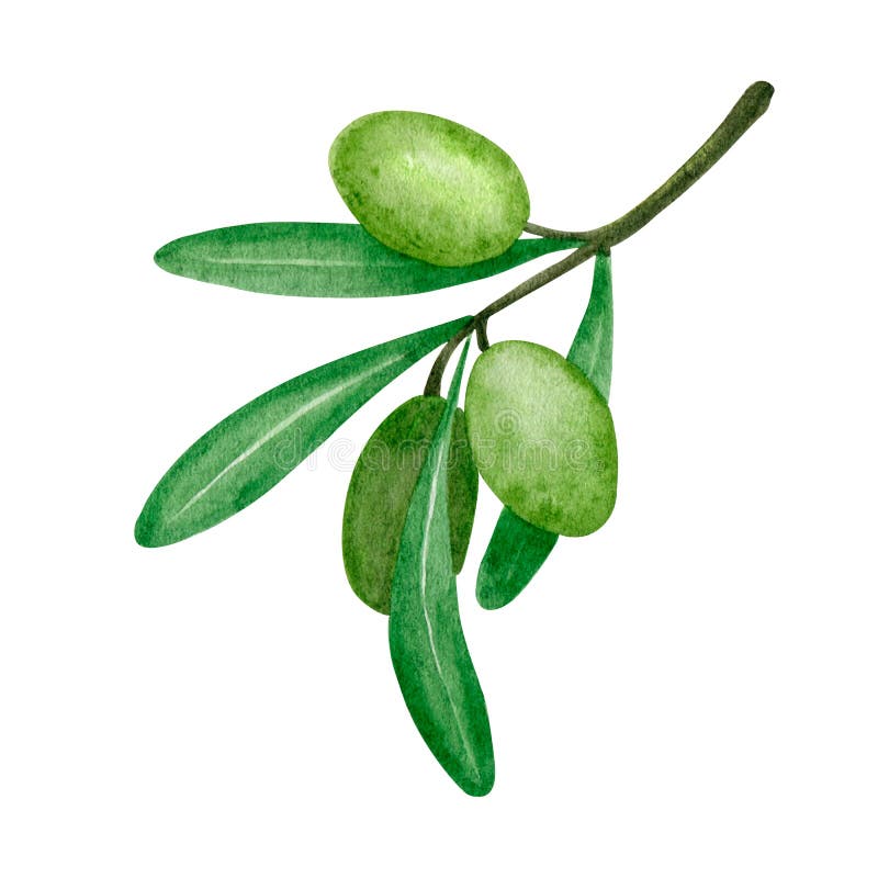 Aquarellgrüne Oliven für Zweige. botanische Kunst. Einzelelement. Küchendekoration. mediterraner Druck stock abbildung
