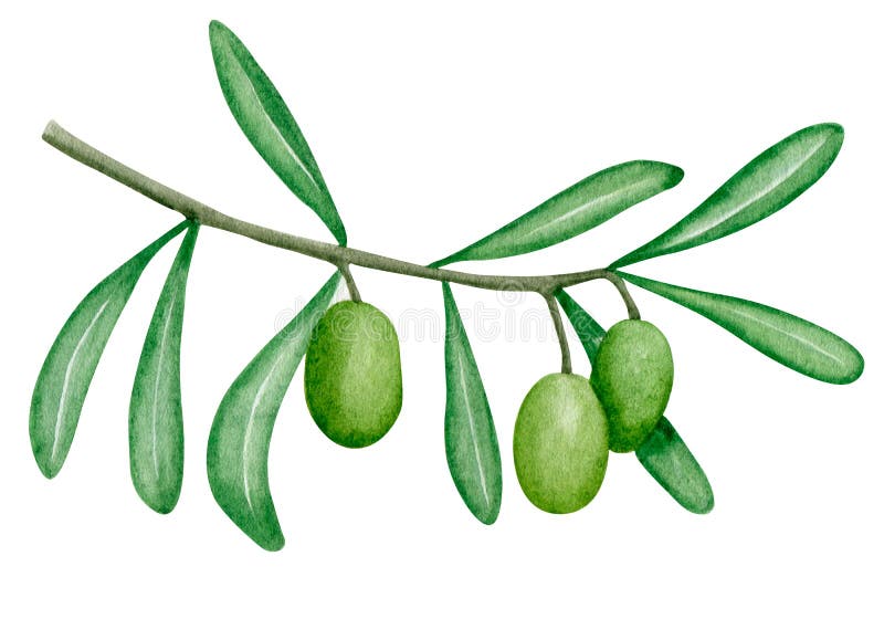 Aquarellgrüne Oliven für Zweige. botanische Kunst. Einzelelement. Küchendekoration. mediterraner Druck lizenzfreie abbildung