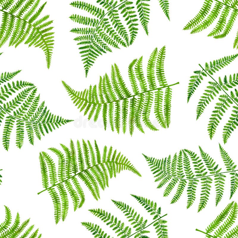 Aquarellgrünfarn verlässt nahtlose Muster. handgemalte Wald-Anlagen-polypodiopsida Art isoliert auf weißem Hintergrund. lizenzfreie abbildung