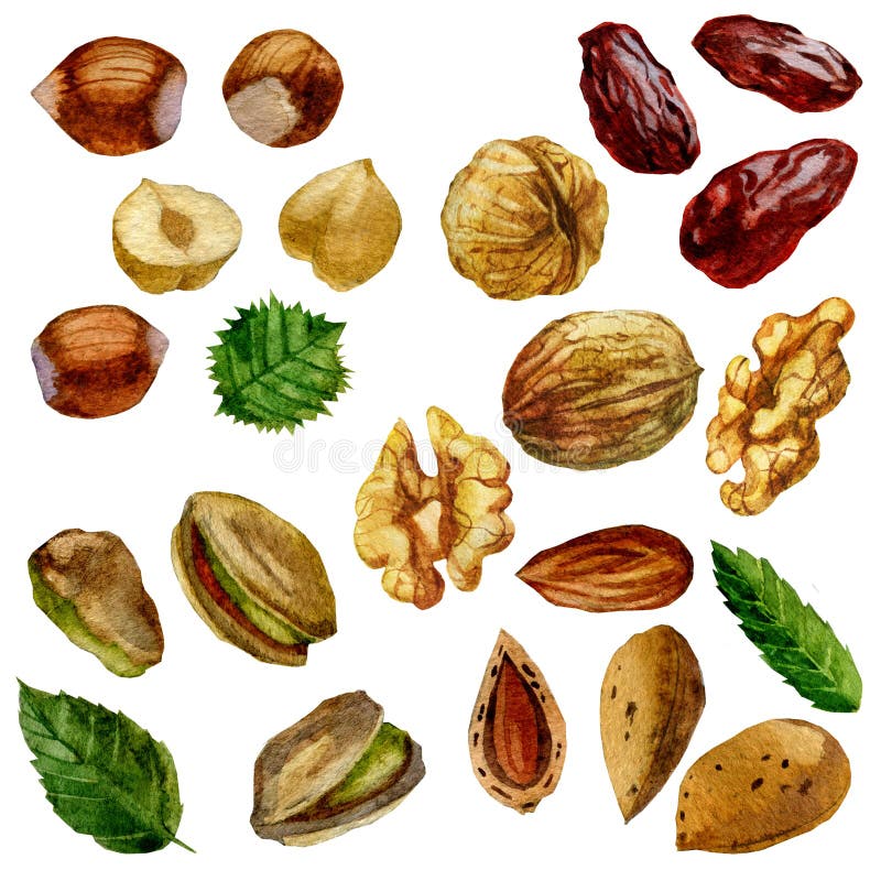 Aquarellillustration, Satz Nüsse, Haselnuss, Pistazien, Walnuss, Mandel und Datum tragen Früchte vektor abbildung Aquarellillustration, Satz Nüsse, Haselnuss, Pistazien, Walnuss, Mandel und Datum tragen Früchte vektor abbildung