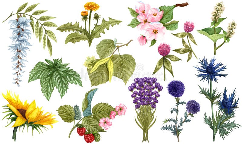 Aquarellkräutersatz Wildflowerhoniganlagen und -blumen. Handgezogene botanische Kräutersammlung der Apfelbaumlinde stock abbildung