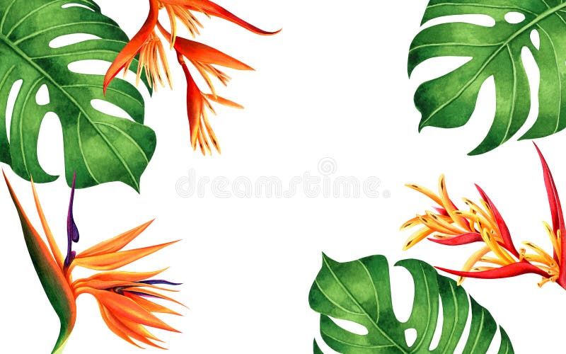 Aquarellmalerei monstera, grüner Urlaub, Paradiesvogel blühenden Blumenhintergrund r lizenzfreie abbildung Aquarellmalerei monstera, grüner Urlaub, Paradiesvogel blühenden Blumenhintergrund r lizenzfreie abbildung