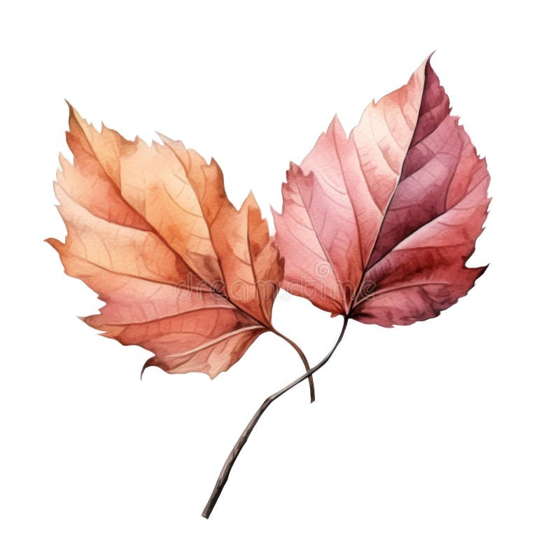 Aquarellmalerei zweier zarter Herbstblätter vektor abbildung