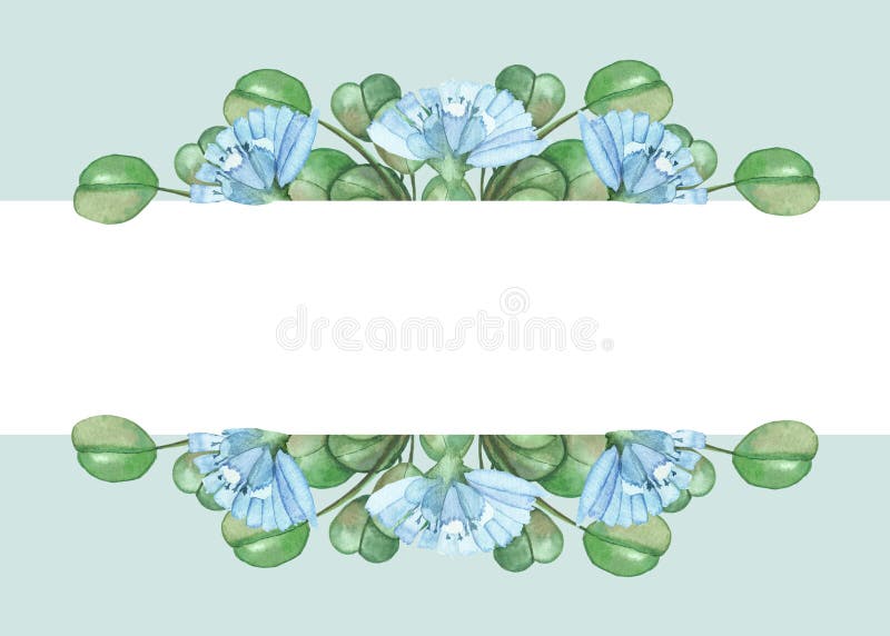Aquarellnatur-Blumenfahne mit blauen und grünen Kräuterzichorieblütenblumen Niederlassungsblumenstrauß Eukalyptusblättern auf lizenzfreies stockfoto