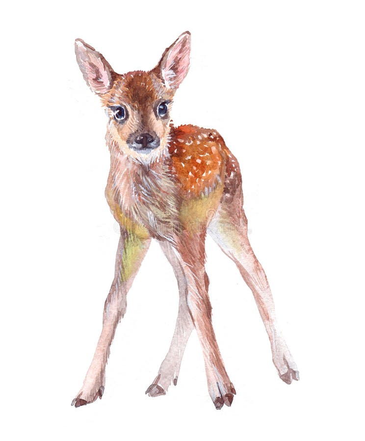Aquarellrotwildkinderkitz-Waldtierillustration lokalisiert auf weißem Hintergrund stock abbildung Aquarellrotwildkinderkitz-Waldtierillustration lokalisiert auf weißem Hintergrund stock abbildung