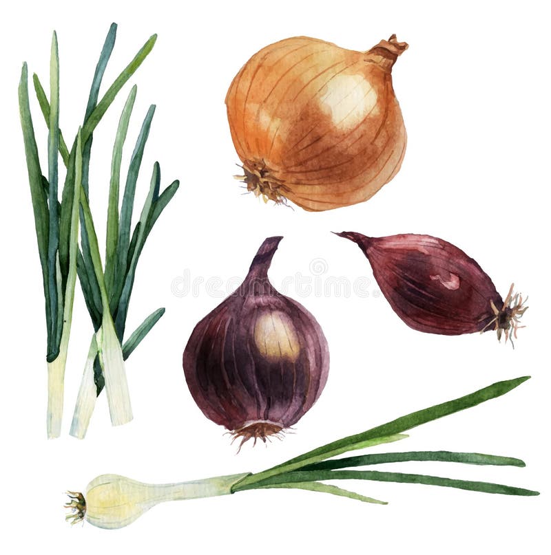 Aquarellsatz Gemüse zwiebeln Vektor lizenzfreie abbildung Aquarellsatz Gemüse zwiebeln Vektor lizenzfreie abbildung