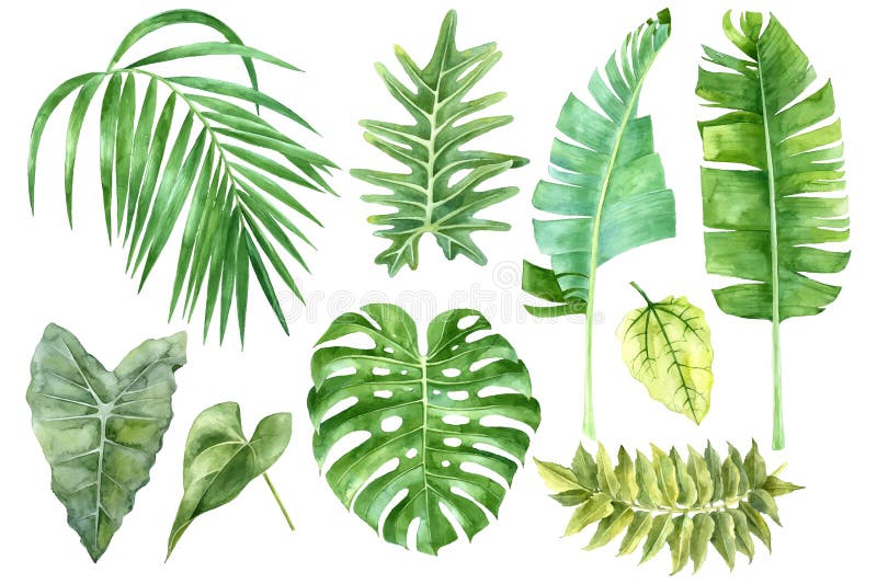 Aquarellsatz tropische Blätter lizenzfreie abbildung