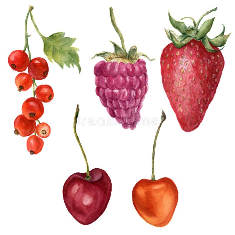 Aquarellsommer-Beerensatz Handgemalte Erdbeere, Himbeere, Kirsche und rote Johannisbeere lokalisiert auf weißem Hintergrund stock abbildung Aquarellsommer-Beerensatz Handgemalte Erdbeere, Himbeere, Kirsche und rote Johannisbeere lokalisiert auf weißem Hintergrund stock abbildung