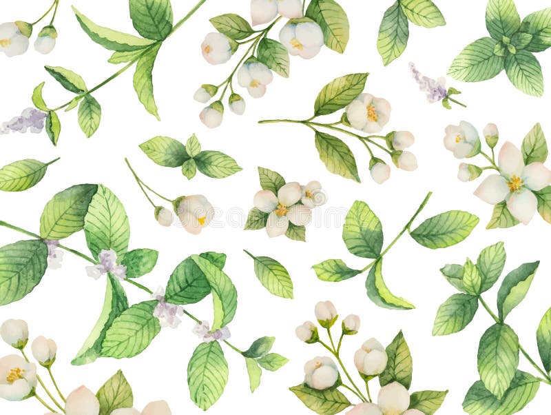 Aquarellvektorkarte von Blumen Jasmin und von Minzenniederlassungen lokalisiert auf weißem Hintergrund stock abbildung