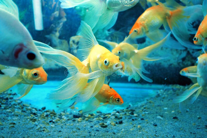 Goldfish fish tank stock photo. Image of goldfish, pets 26914846