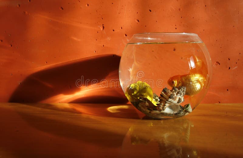 Aquarium stock photos