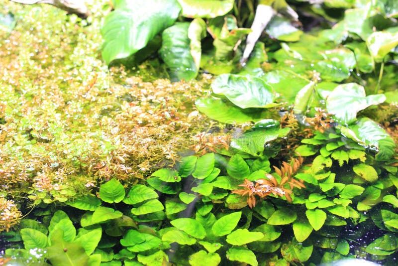 Aquarium (amazonian plant) stock image. Image of nature 43723437