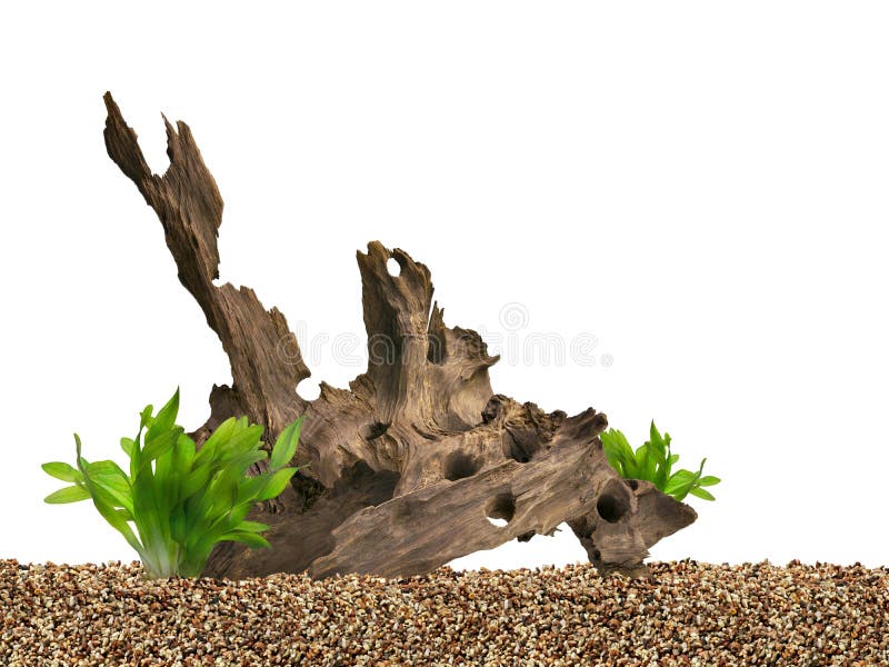 Driftwood for aquarium stock photo. Image of aquarium 19085402