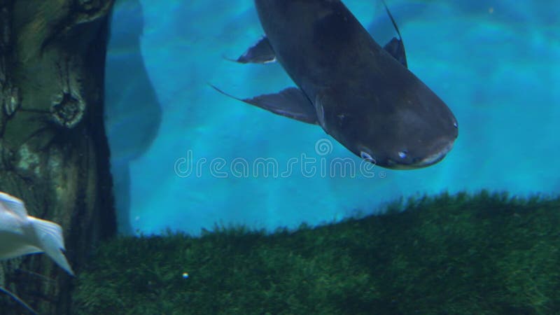 Aquarium Blått ljus bakgrund Fångstsimmar i rent vatten arkivfilmer
