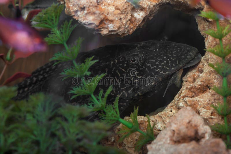 Aquarium catfish closeup royalty free stock photos