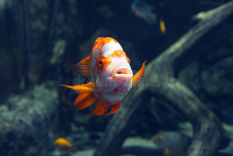 Aquarium Colorful Orange Fish In Dark Deep Blue Water. Stock Image