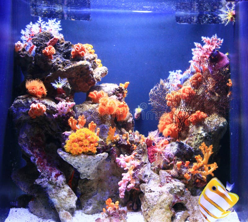 Plante Aquatique Dans L aquarium  Image stock Image du 