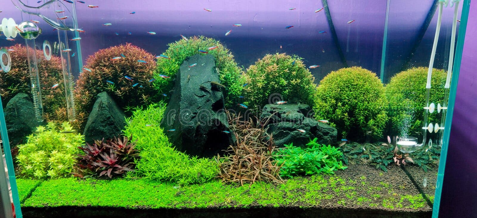 Aquarium D'eau Douce Planté Aquasarium Avec Plantes Vivantes Et Bois Flotté  Image stock - Image du vivant, exotique: 248331803