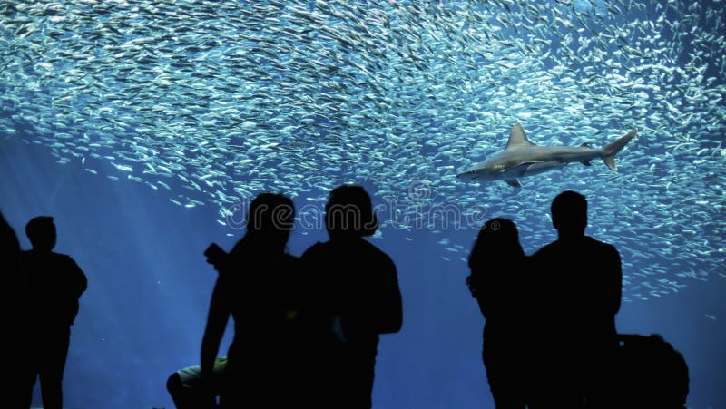 Aquarium de baie de Monterey