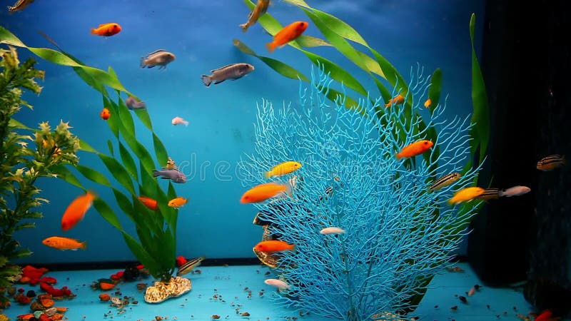 Zeeanemoon cijfer morfine Aquarium De Blauwe Kalme Vissen Als Achtergrond Zwemmen Gras Stock Video -  Video of nave, rood: 60309407