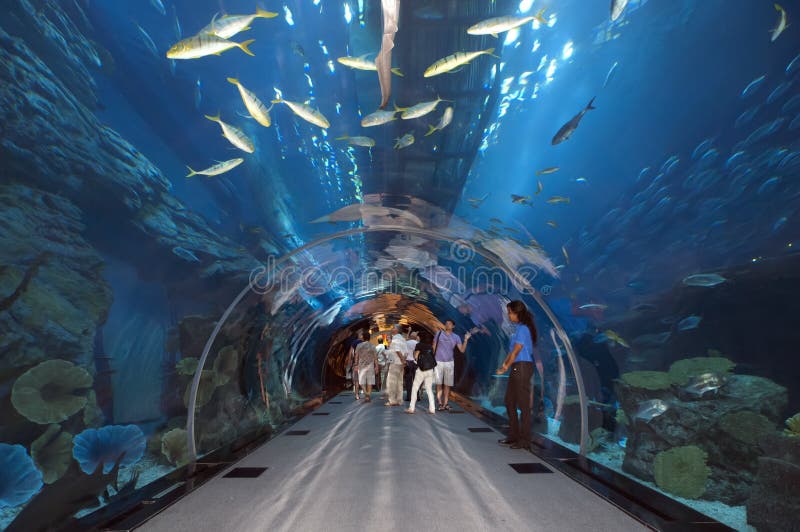 Aquarium de Dubaï chez Dubaimall images libres de droits Aquarium de Dubaï chez Dubaimall images libres de droits