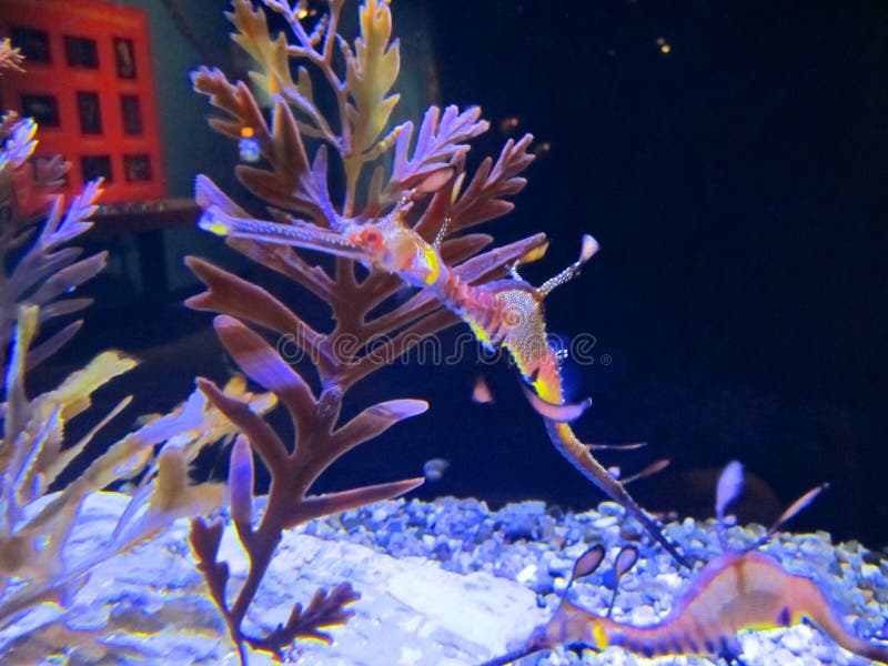 Aquarium Dragon seahorse
