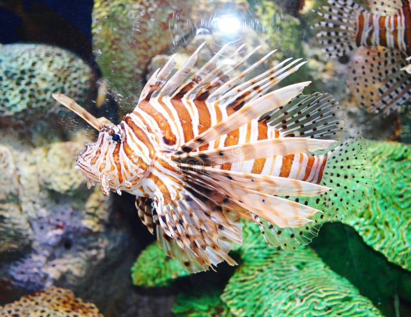 Aquarium fish royalty free stock photo