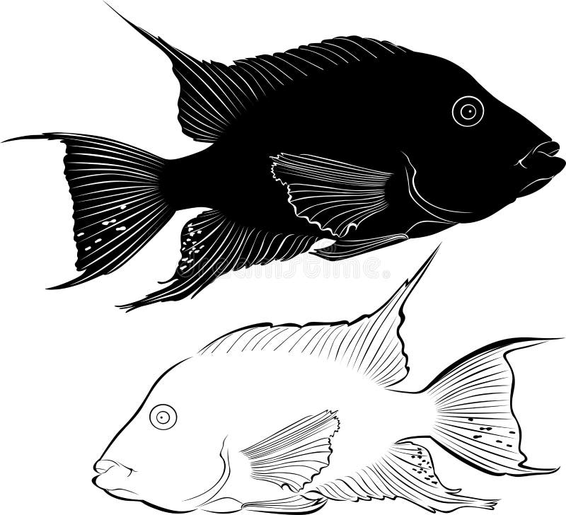 Aquarium fish vector illustration
