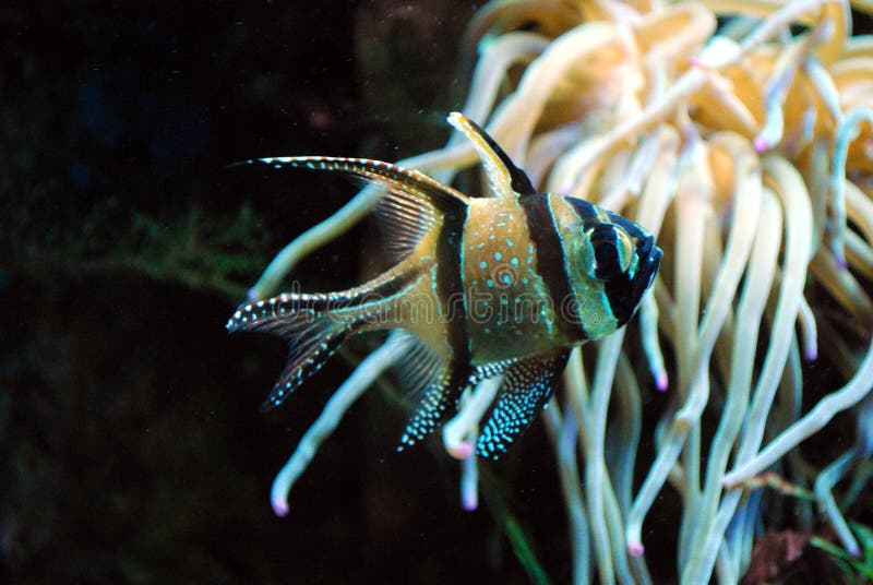 Aquarium Fish: Banggai Cardinal